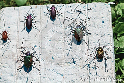 Collection of dry beetles on white foam Stock Photo