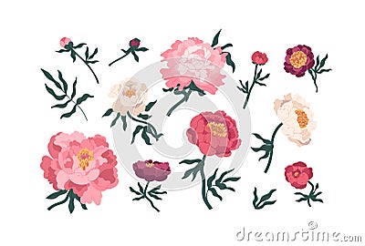 Collection of elegant blooming japanese peonies vector flat illustration. Set of romantic peony buds, stems and leaves Vector Illustration