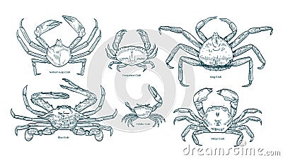 Collection of elegant drawings of various types of crabs. Bundle of beautiful marine animals or crustaceans hand drawn Vector Illustration