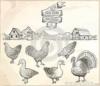 Collection of farm poultry. Vector Illustration