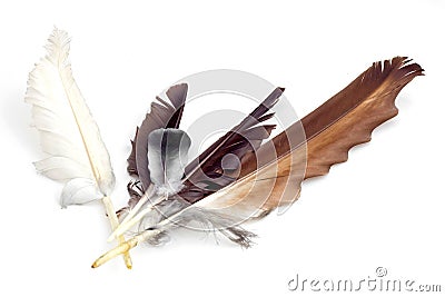 Collection of feathers Stock Photo