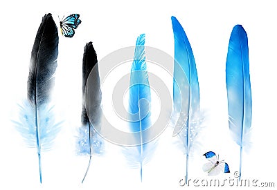 Collection of feathers of birds with small butterfly Stock Photo