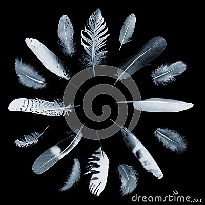 Collection of feathers Stock Photo