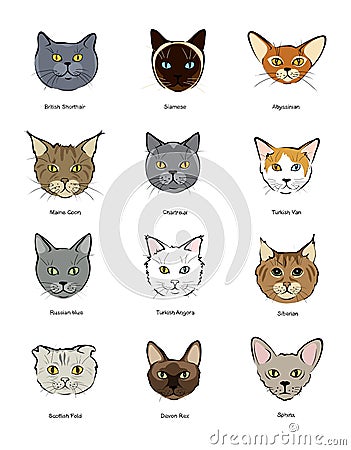 Collection feline muzzles kittens Vector Illustration