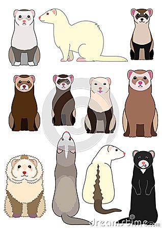 Collection of ferrets Vector Illustration