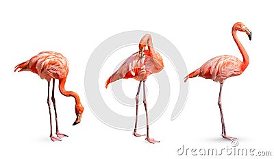 Collection, flamingo (Phoenicopterus ruber) Heart shape, neck curl and standing posture isolated on white background Stock Photo