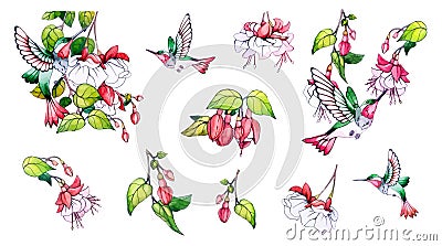 Spring, summer set, pink flower, green leaves, branch, colibri. Collection floral watercolor decorative elements Vector Illustration