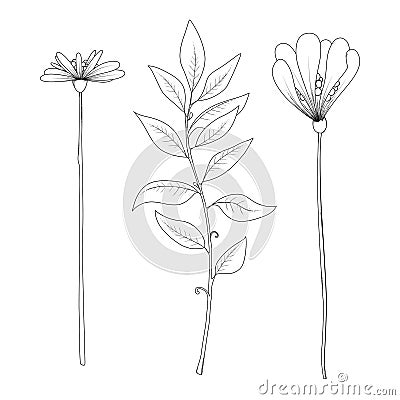 Collection of flower graphics black and white illustration set elements 03 Vector Illustration