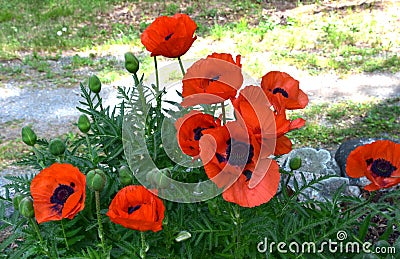 Collection of Flowering Oriental Poppies in Bloom Stock Photo