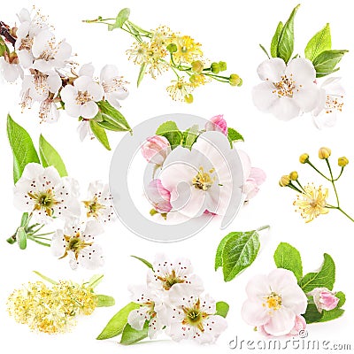 Collection of flowers of fruit trees Stock Photo