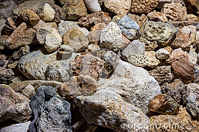 A collection of fossilized fossil sponges and corals Stock Photo