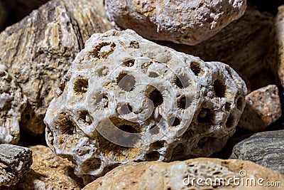 A collection of fossilized fossil sponges and corals Stock Photo