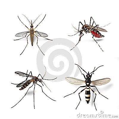 Various species of mosquitoes on a transparent png background Stock Photo