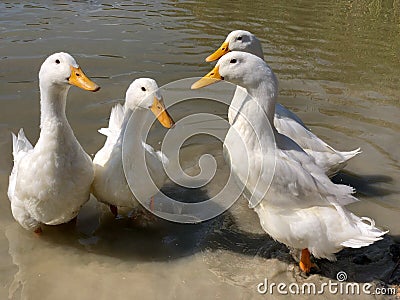 Collection of four heavy white Aylesbury Ducks Stock Photo