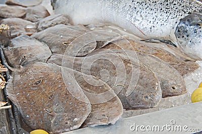 Collection of fresh plaice in seafood restaurant Stock Photo