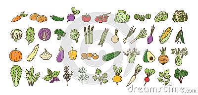 Collection of fresh ripe organic vegetables, cultivated root crops, salads, herbs isolated on white background. Bundle Vector Illustration