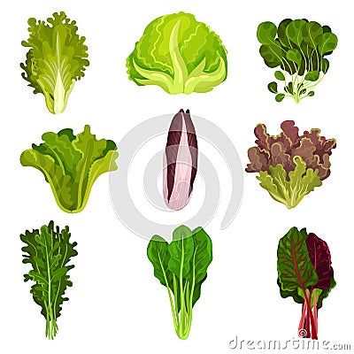 Collection of fresh salad leaves, radicchio, lettuce, spinach, arugula, rucola, mache, watercress, iceberg, collard Vector Illustration