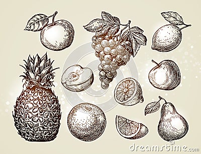 Collection fruits sketch. Hand-drawn elements such as apple, pineapple, pear, grapes, orange, lemon. Vector illustration Vector Illustration