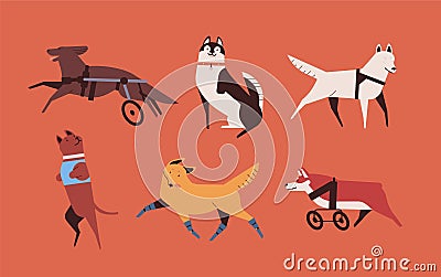 Collection of funny disabled dogs isolated on orange background. Bundle of happy domestic animals or pets with Vector Illustration