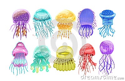 Collection of gorgeous marine animals - jellyfish isolated on white background. Bundle of or sea jellies of various Vector Illustration