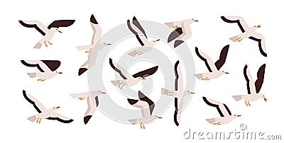 Collection of graceful flying seagulls isolated on white background. Set of ascending, descending and soaring gulls Vector Illustration