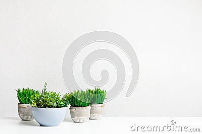 Collection of grassy artificial potted plants, copy space Stock Photo