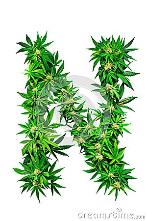 Collection of green cannabis leaves creatively arranged to form the letter N. Alphabet. Isolated Stock Photo