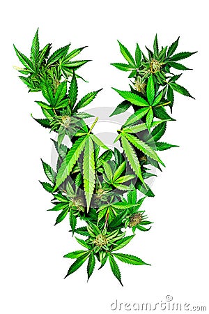 Collection of green cannabis leaves creatively arranged to form the letter V. Alphabet. Isolated Stock Photo