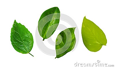 Collection of green leaf isolated on white background. Stock Photo