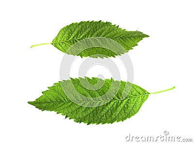 Collection green leaves with notches placed on a white background. clipping path Stock Photo