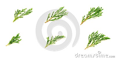 Collection of green pine leaves and twig on white background. Stock Photo