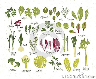 Collection of green plants. Bundle of tasty vegetables and salad leaves isolated on white background. Delicious healthy Vector Illustration