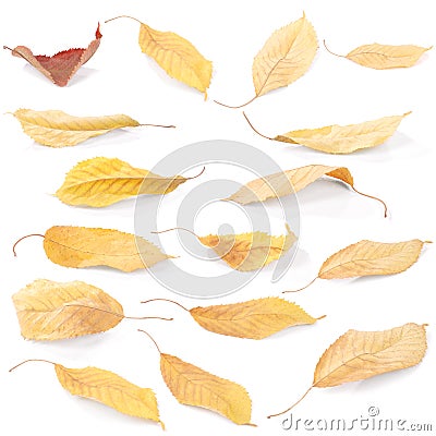 Collection group beautiful colorful autumn cherry leaves Stock Photo