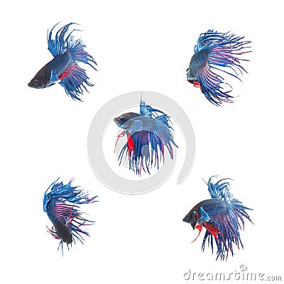Collection Group of blue siamese fighting fish Stock Photo