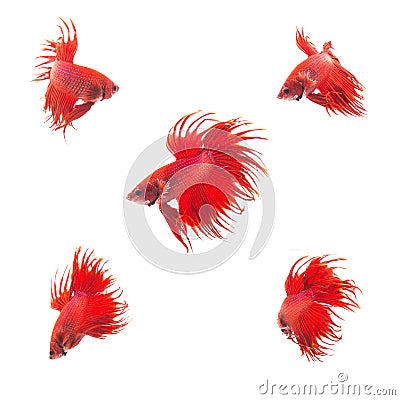 Collection Group of orange red siamese fighting fish Stock Photo