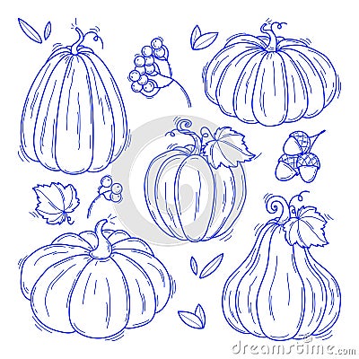 Collection of hand drawn black and white pumpkins vector illustrations. Plants sketches. Perfect for recipes, menu Vector Illustration