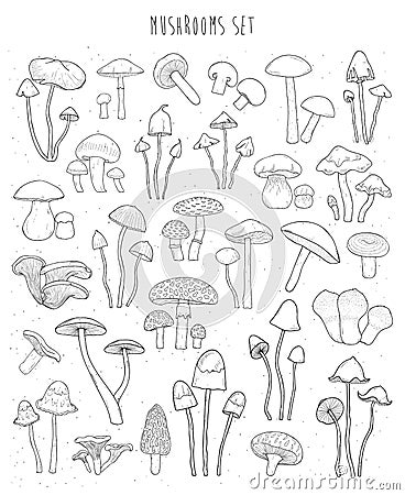Collection of hand drawn different types mushrooms. Sketch vector illustration Vector Illustration