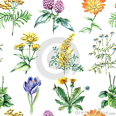 Collection of hand drawn medical herbs and plants. seamless pattern Vector Illustration