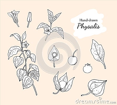 Collection of hand-drawn physalis, plant, fruit, leaf, berry, stamen, and pistil. Vector Illustration
