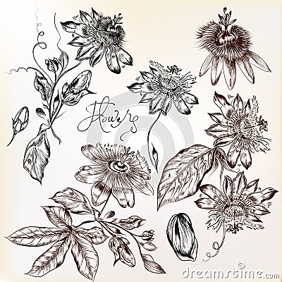 Collection of hand drawn vector Stock Photo