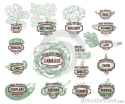 Collection of hand drawn vegetable illustrations, vector illustration in vintage style. Labels with various vegetables Vector Illustration