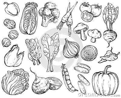 Collection of hand-drawn vegetables, black and white. Vector Illustration