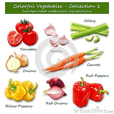 Colorful Vegetables - Collection 1 - Handpainted watercolor illustrations Cartoon Illustration