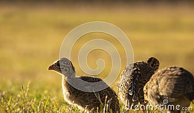 Baby helmeted guineafowl keets sitting in a golden lit field at sunrise or sunset. Stock Photo