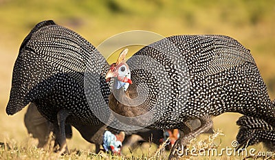 Helmeted guineafowls foraging for food at sunrise or sunset. Stock Photo