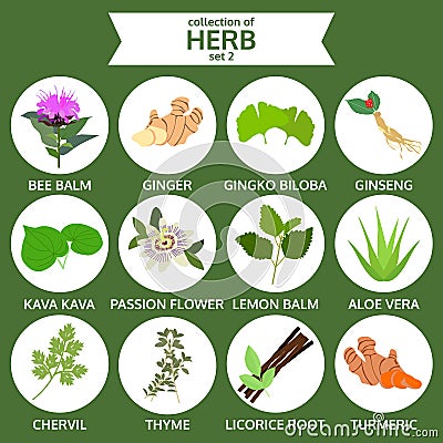 Collection of herb, healthy food vector, flat icon set two Vector Illustration