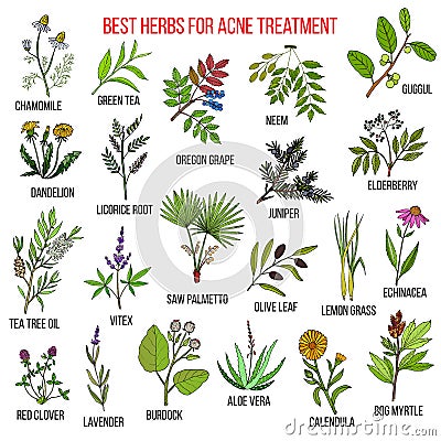 Collection of herbs for acne treatment Vector Illustration