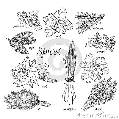 Collection of herbs. Vector Illustration