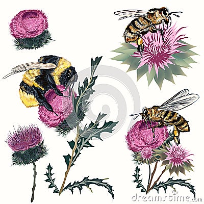 Collection of high detailed vector bee, bumblebee and thistle isolated on white. Realistic vintage botanical style, insects Stock Photo