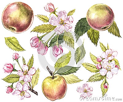 Collection of highly detailed hand drawn apples. Watercolor botanical illustration isolated on white background. Cartoon Illustration